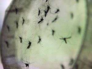 dengue